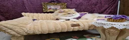 British Longhair cats for stud: BLH Golden Tipped NY12 Cheeky green 👀 stud - Advert 10