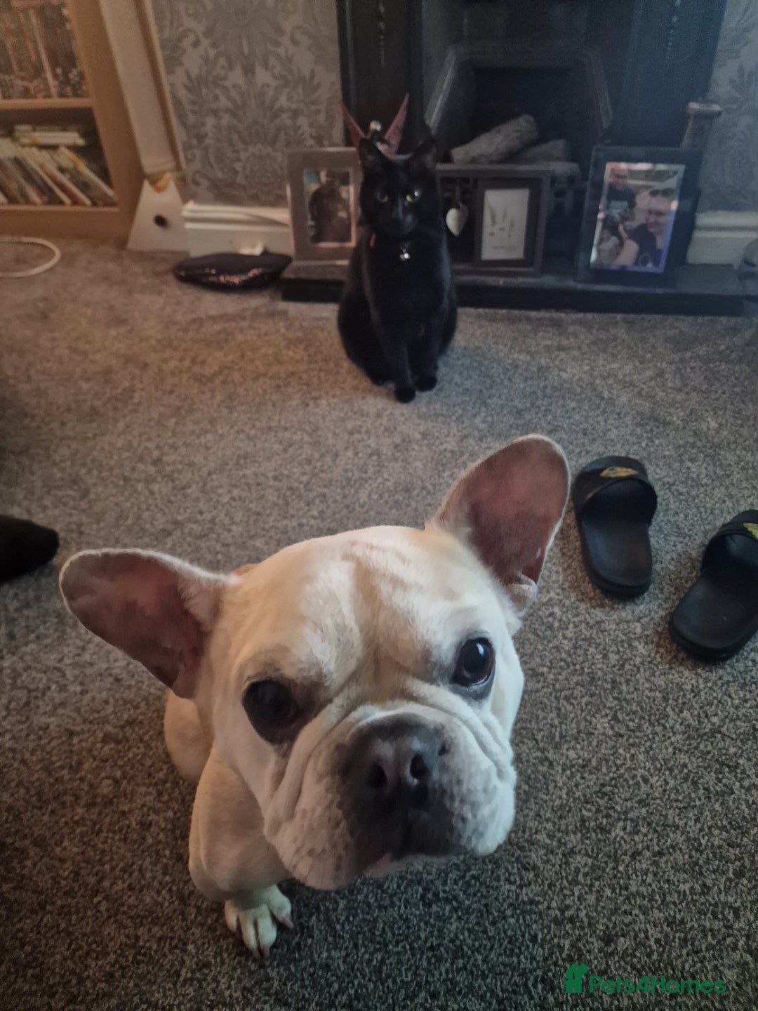 French Bulldog dogs for sale: Male French bulldog  - Image 3