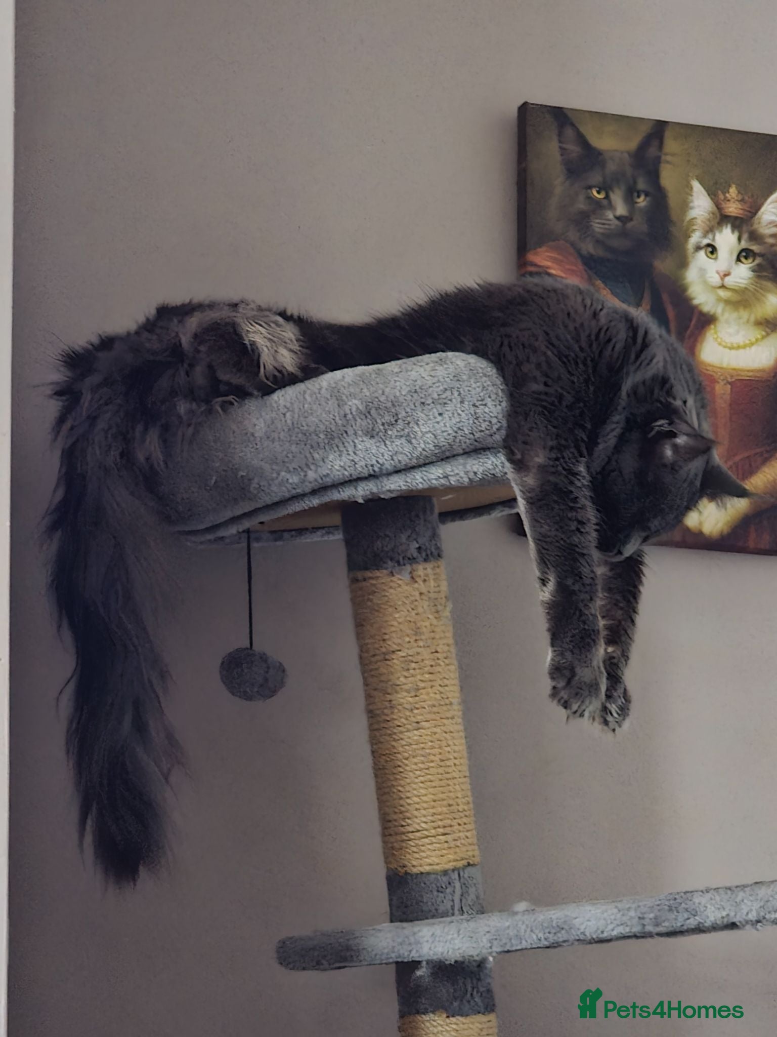 Maine Coon cats Thunder  - Advert 1
