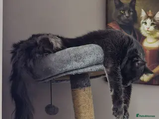 Maine Coon cats Thunder - Advert 17
