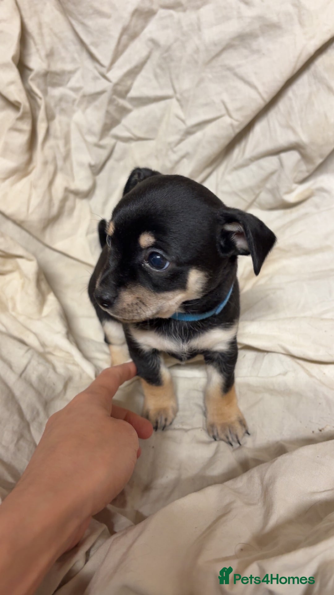 Mixed Breed dogs for sale: 🐶 Adorable Miniature Pinscher×Chihuahua Puppies - Advert 18