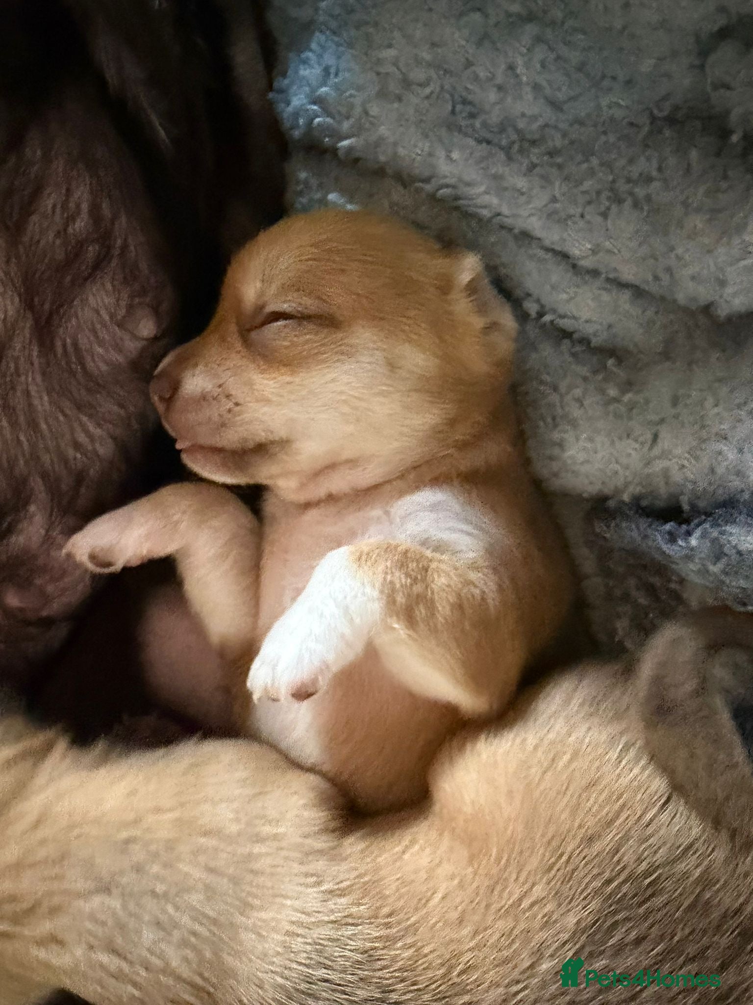 Chihuahua dogs Last one left smooth chocolate chi boy - Advert 8