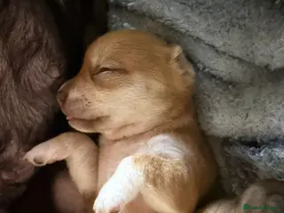 Chihuahua dogs Last one left smooth chocolate chi boy - Advert 8