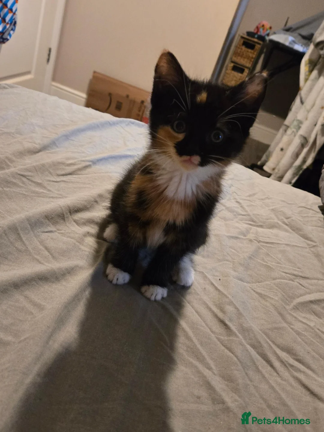 Mixed Breed cats for sale: Female kitten for sale  - Advert 2
