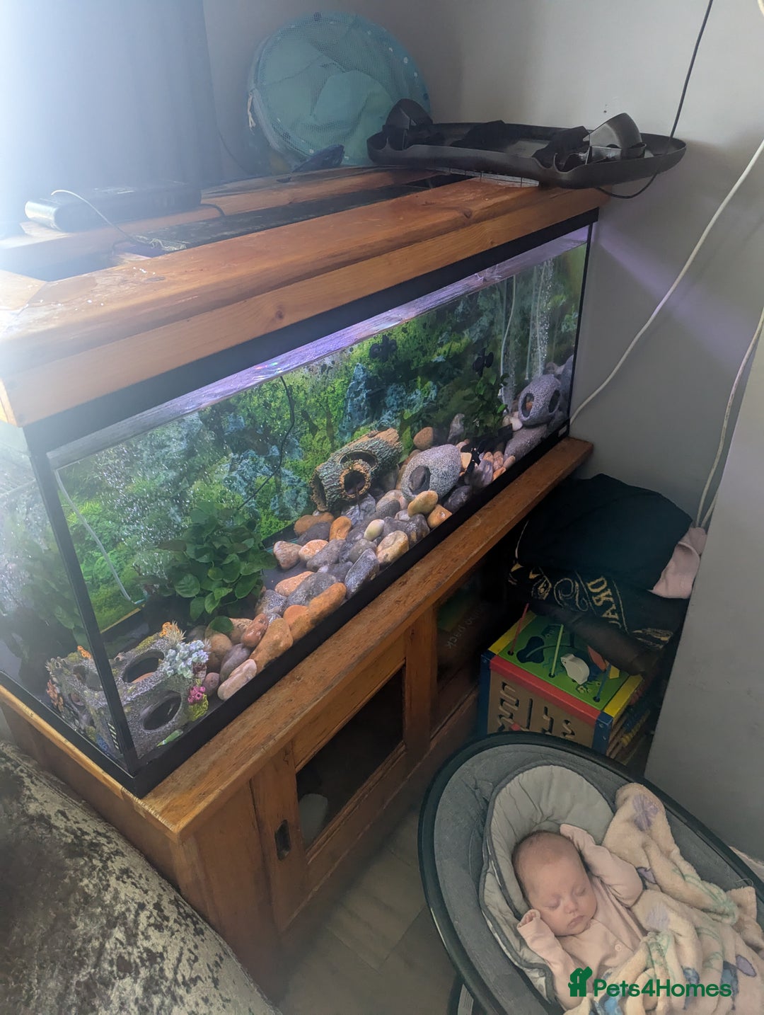 Axolotl reptiles for sale: Two axolotls and full setup - Image 4