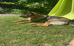 German Shepherd dogs for sale: KC German Shepherd  - Image 4