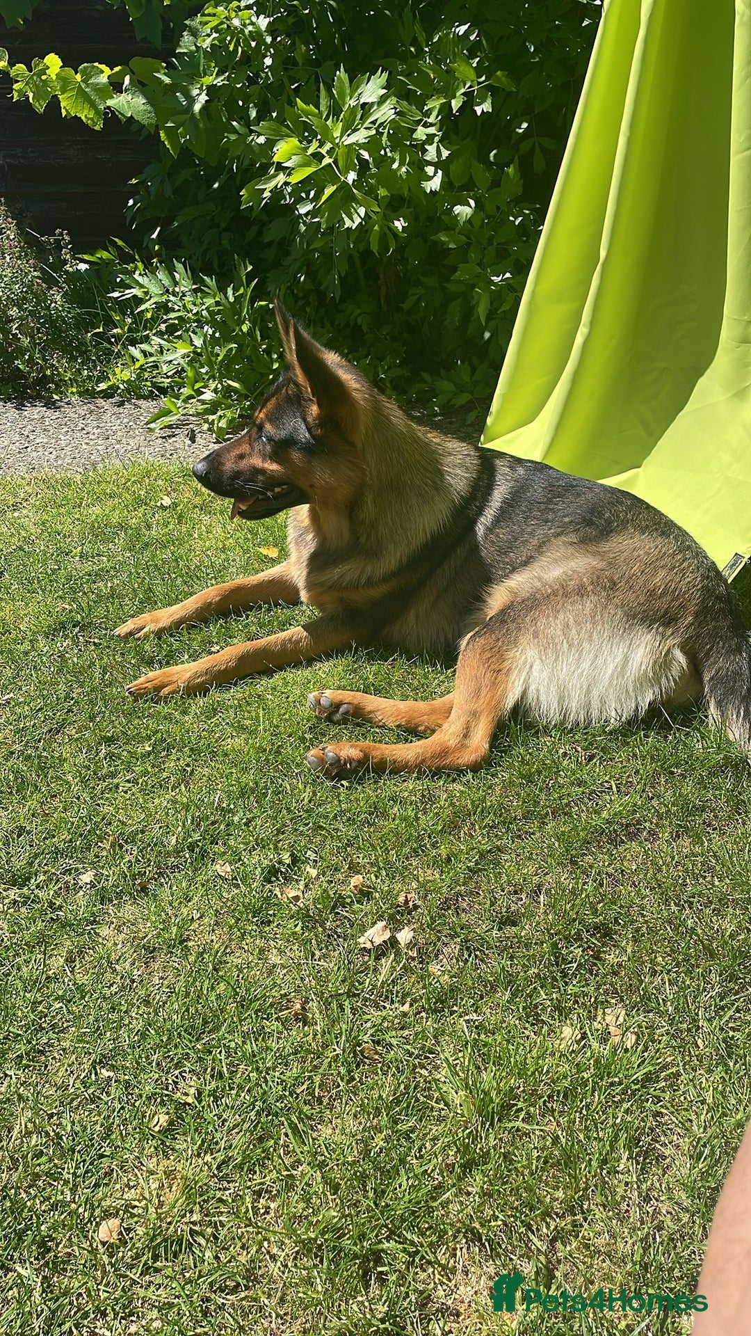German Shepherd dogs for sale: KC German Shepherd  - Image 4