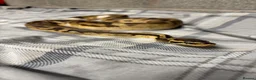Python Snake reptiles for sale: Piebald royal python  in Manchester - Advert 3