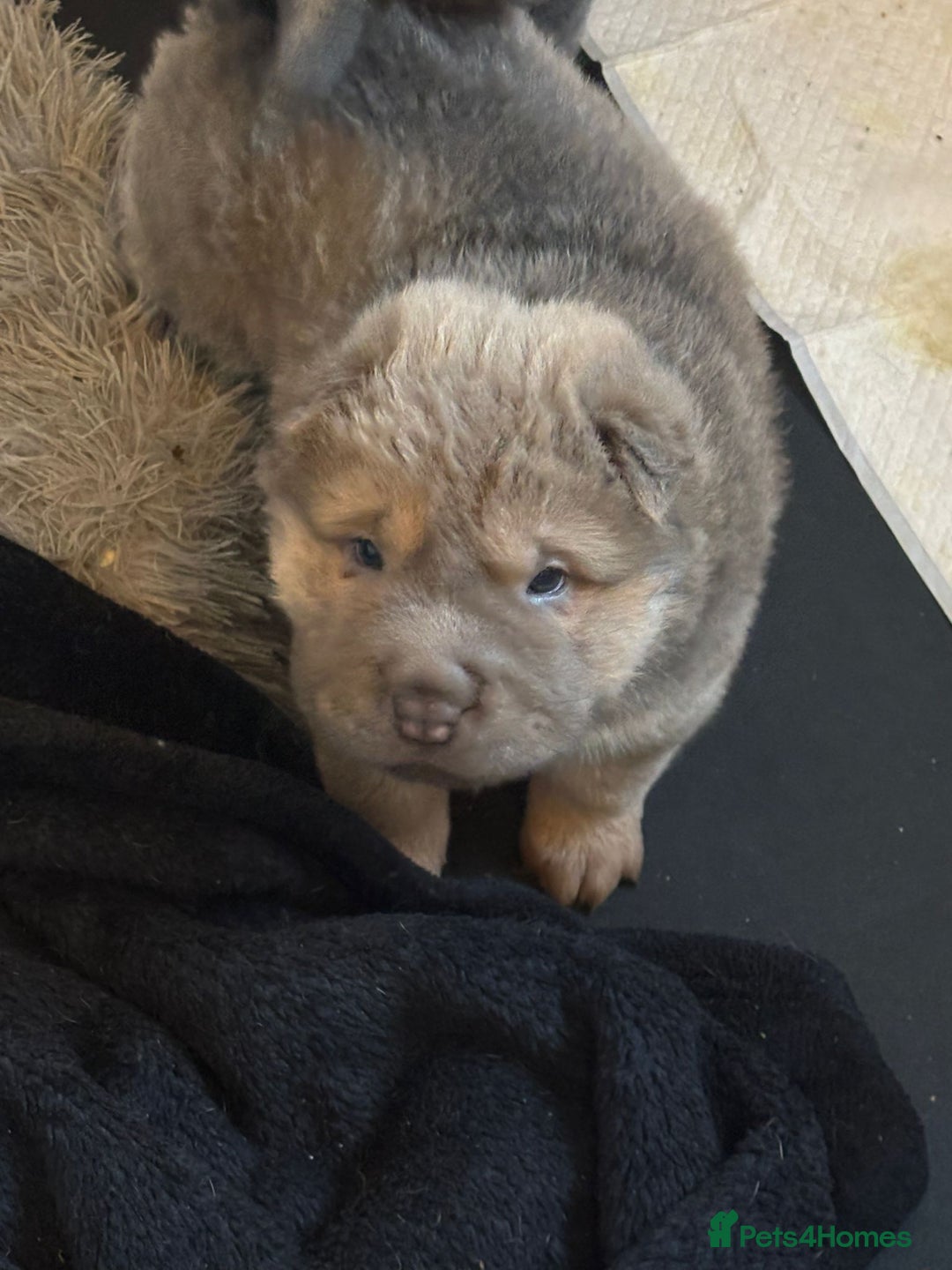 Shar Pei dogs for sale: Shar pei puppys  - Advert 8