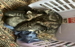 Mixed Breed cats for sale: Grey Tabbies - Image 3
