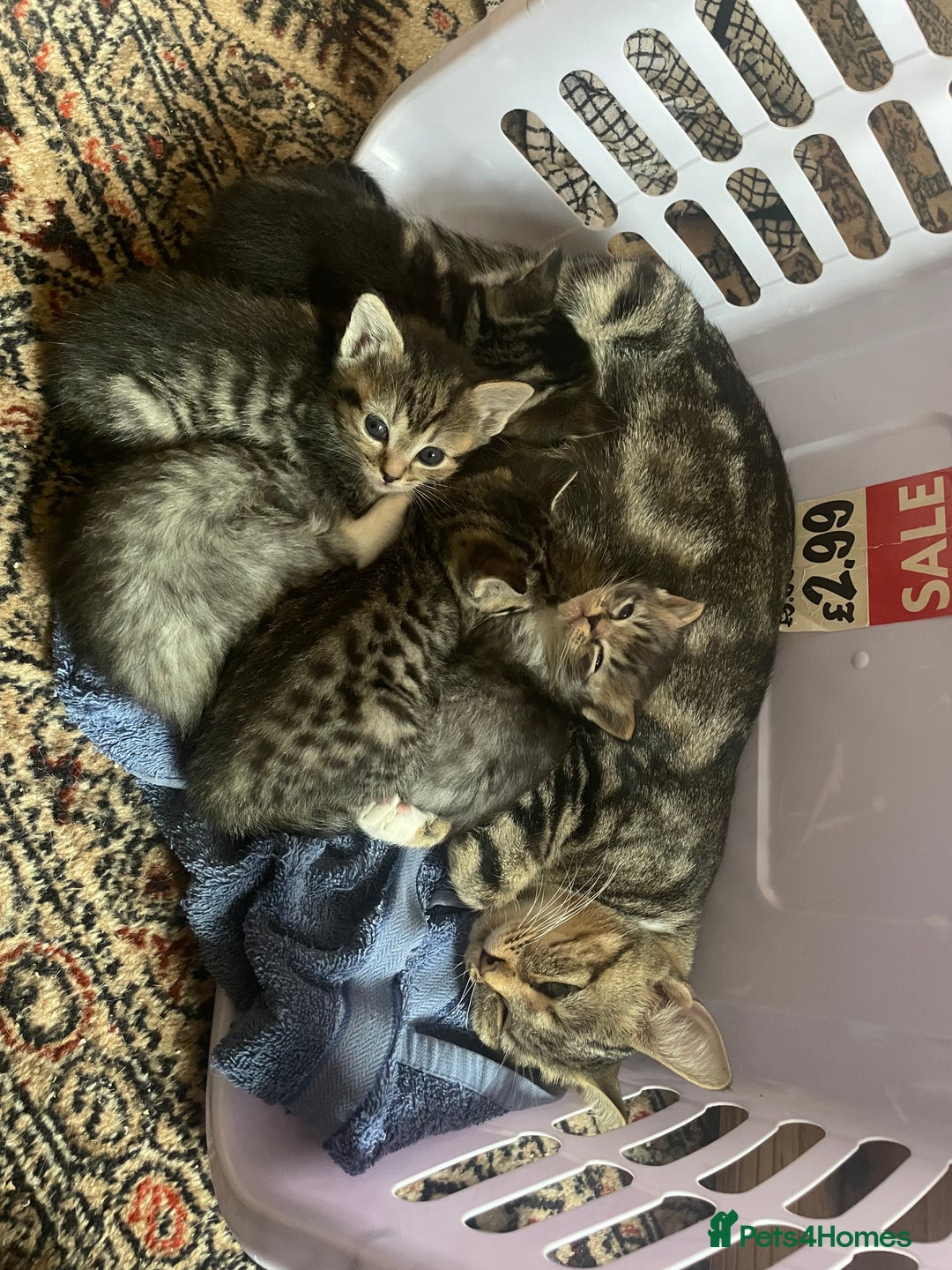 Mixed Breed cats for sale: Grey Tabbies - Image 3
