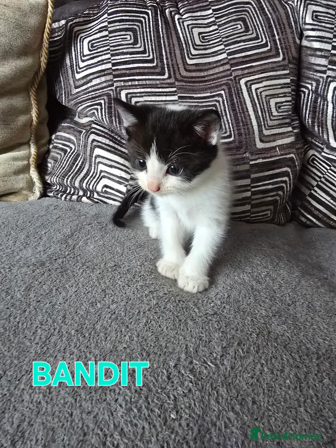 Mixed Breed cats for sale: 3 Beautiful Black & White kittens - Advert 14