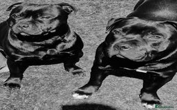 Staffordshire Bull Terrier dogs for sale: Black Female Staffordshire Bull Terrier - Image 16