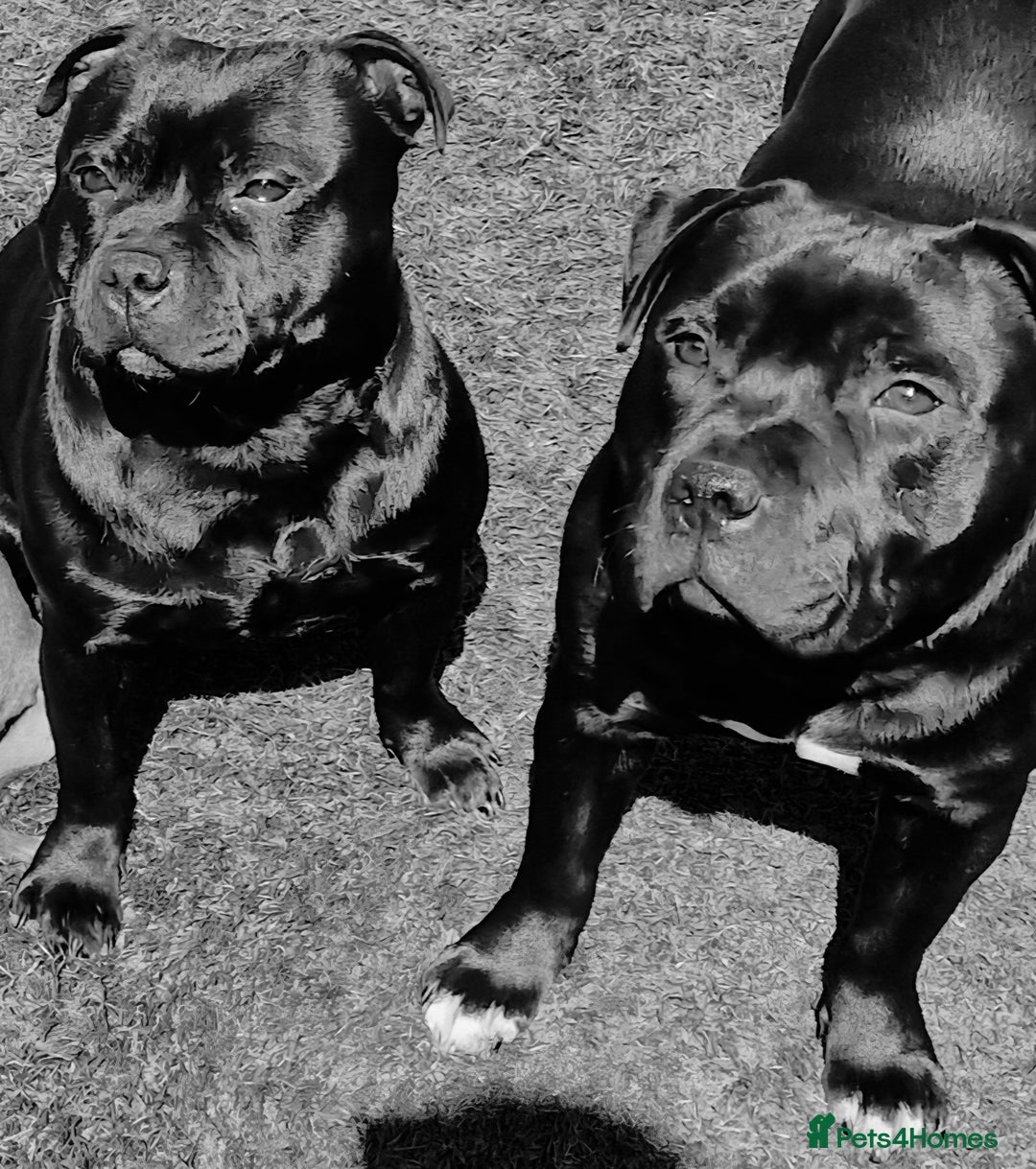 Staffordshire Bull Terrier dogs for sale: Black Female Staffordshire Bull Terrier - Image 16