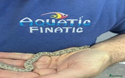 Python Snake reptiles for sale: Royal Pythons  - Image 6