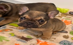 French Bulldog dogs for sale: French Bulldog Puppy 3 - QUALITY PUPPIES READY NOW, health tested parents  - Image 15