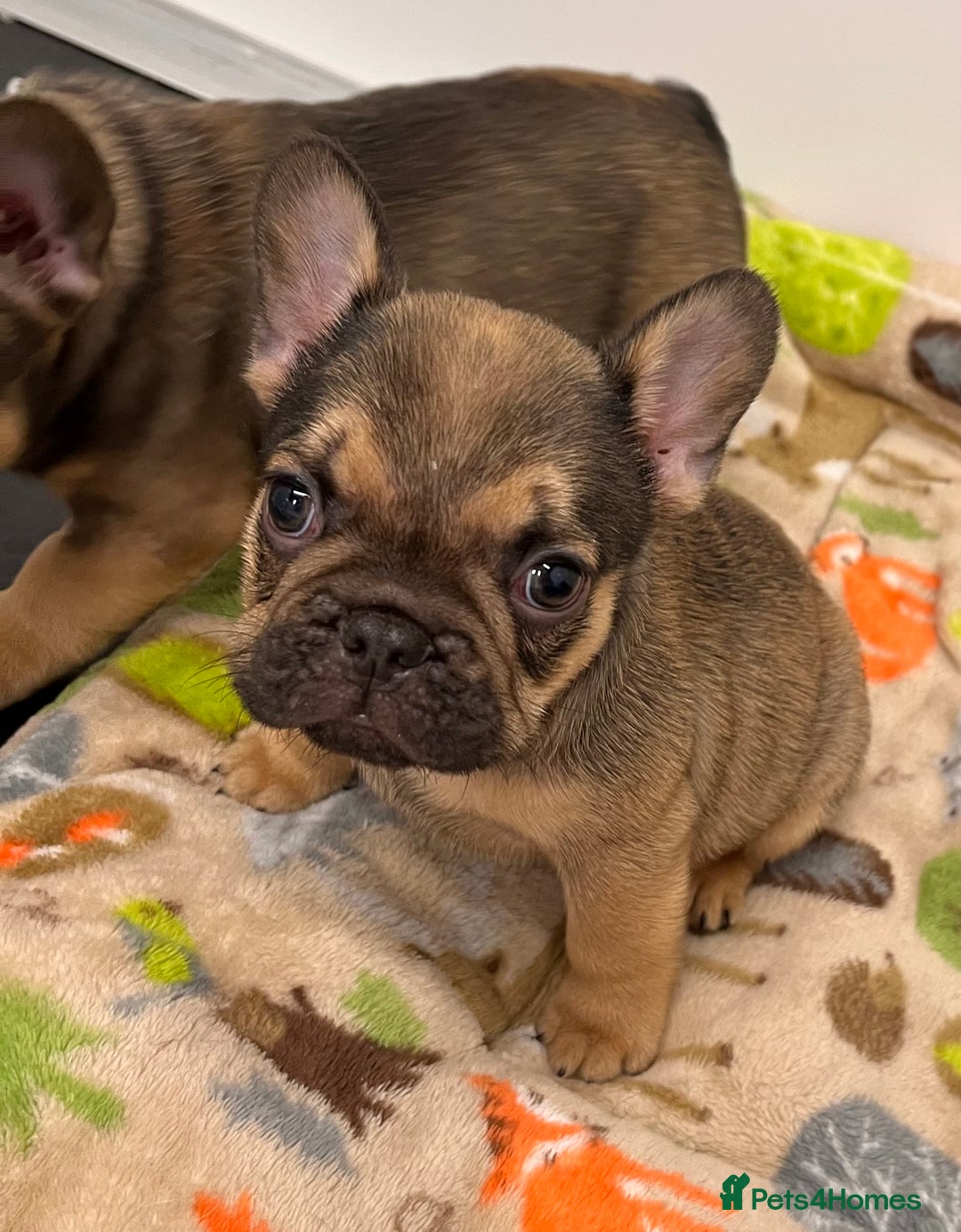 French Bulldog dogs for sale: French Bulldog Puppy 3 - QUALITY PUPPIES READY NOW, health tested parents  - Image 15