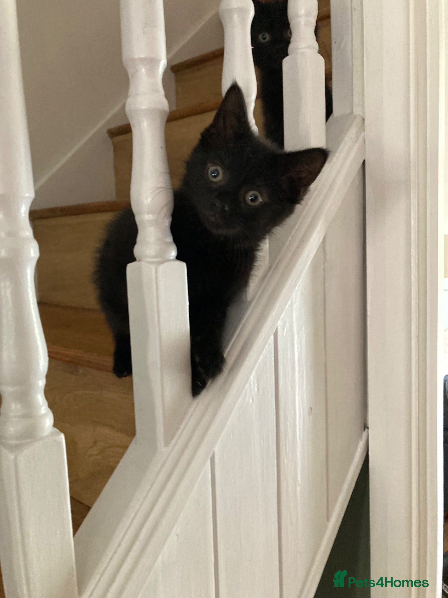 Mixed Breed cats Playful kittens - Advert 7