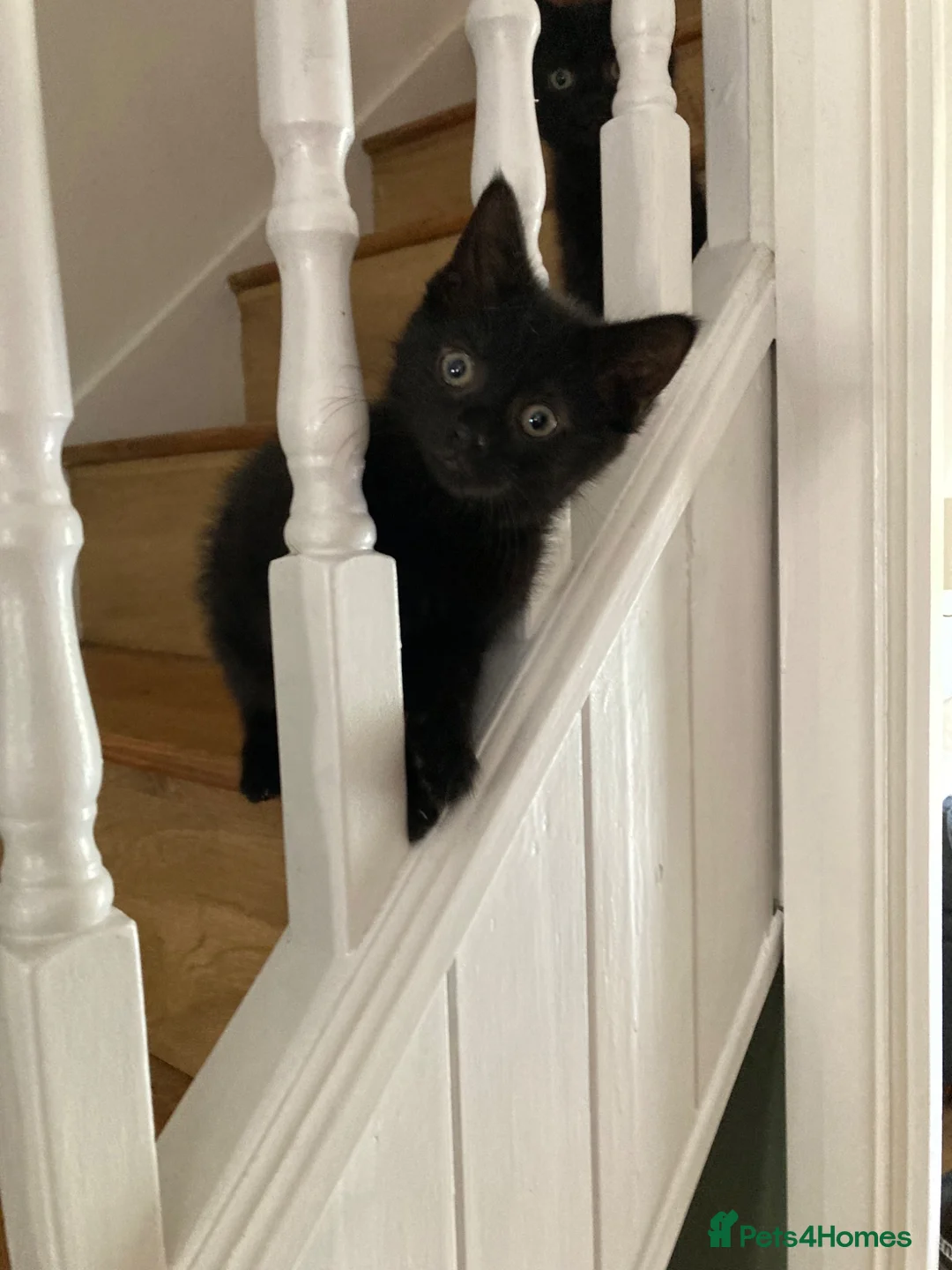 Mixed Breed cats for sale: Playful kittens - Advert 1