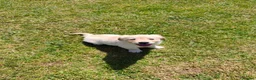 Golden Retriever dogs for sale: KC Registered Golden Retrievers- DNA Health Tested - Advert 6