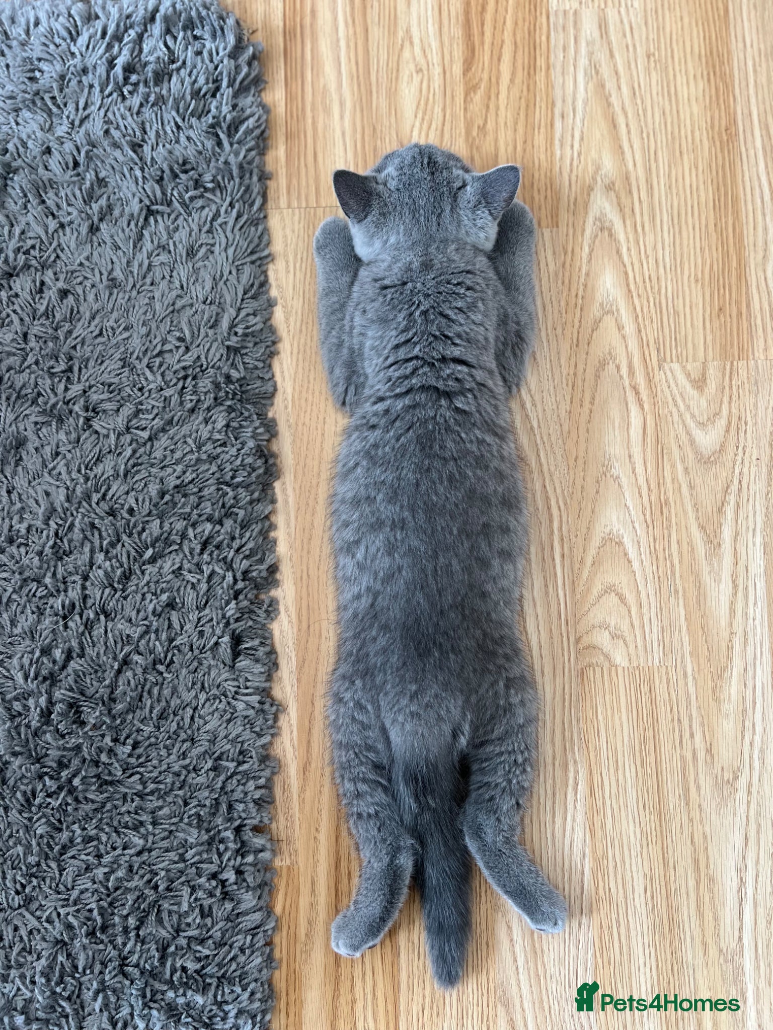 British Shorthair cats ✨ Last GCCF Registered BSH Girl. Ready to leave🏡✨ - Advert 2