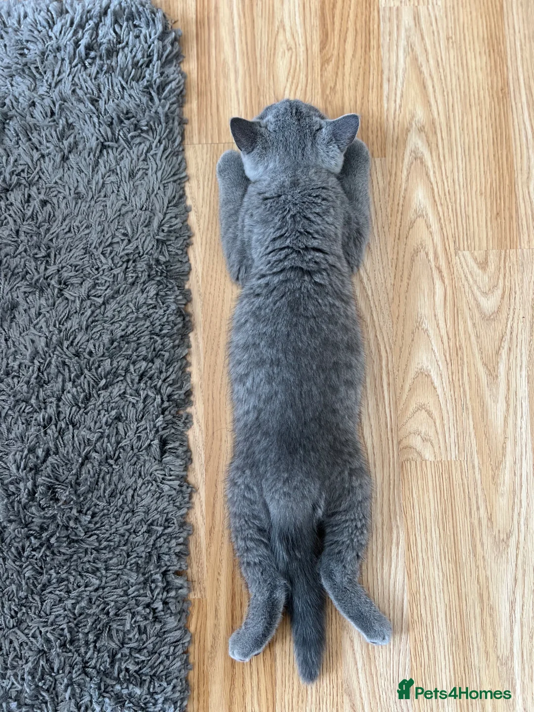 British Shorthair cats for sale: ✨ Last GCCF Registered BSH Girl. Ready to leave🏡✨ - Advert 2