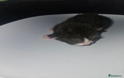 Mixed Breed cats for sale: 2 male black and white and 2 tortoiseshell females - Image 3