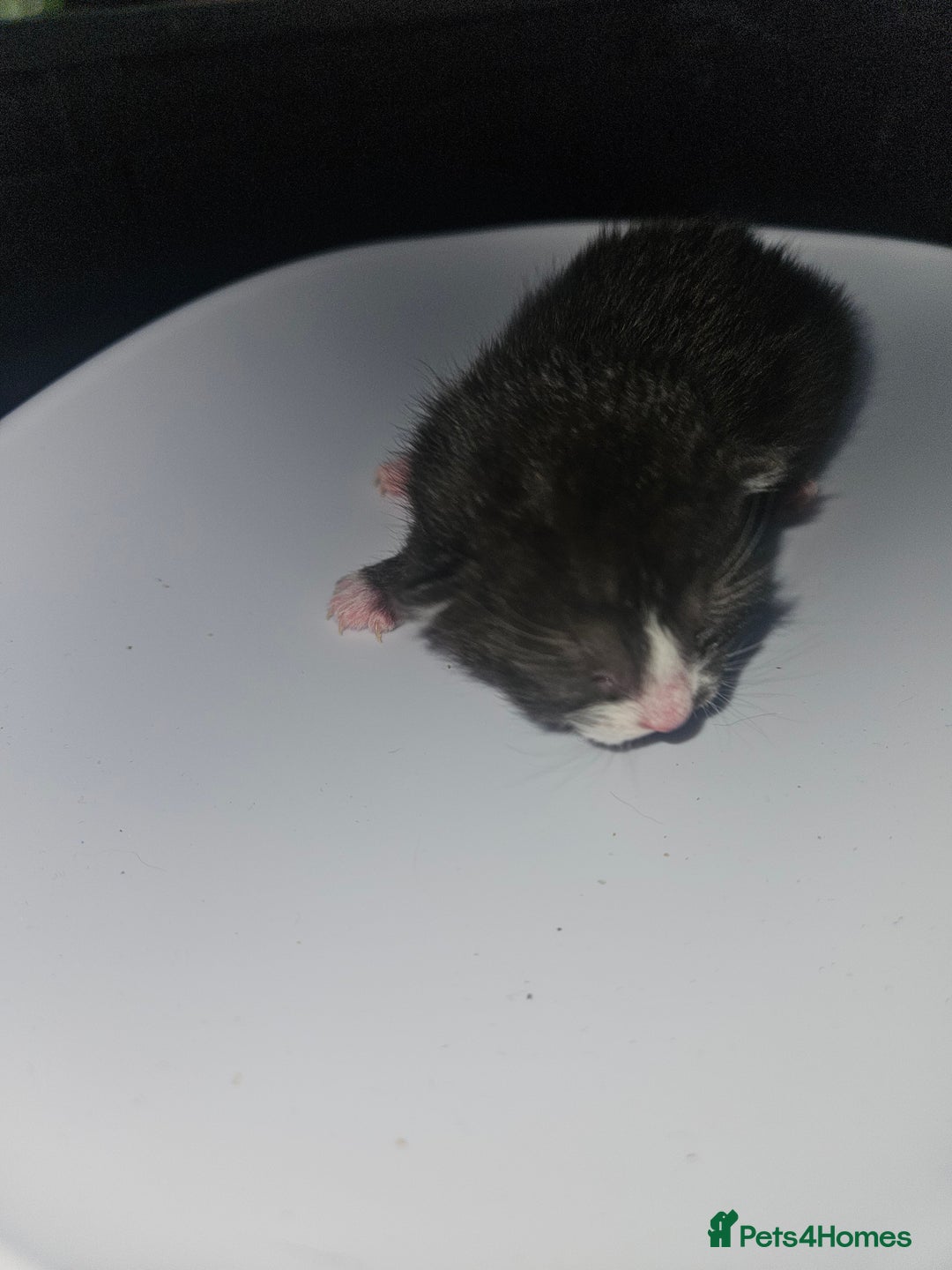 Mixed Breed cats for sale: 2 male black and white and 2 tortoiseshell females - Image 3