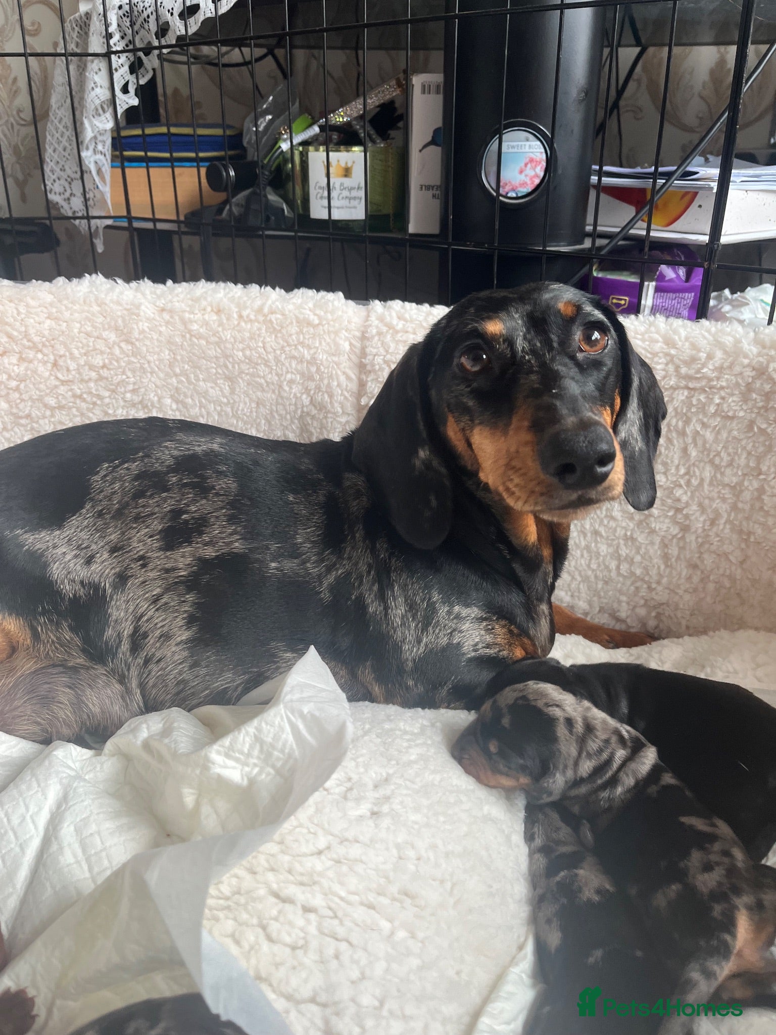 Dachshund dogs Dachshund puppy’s  - Advert 8