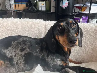 Dachshund dogs Dachshund puppy’s - Advert 1