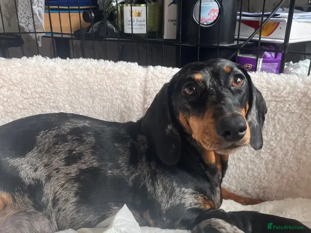Dachshund dogs for sale: Dachshund puppy’s - Advert 6