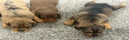 Mixed Breed dogs for sale: Miniature schnoxie/schnauzund puppy’s  - Advert 24