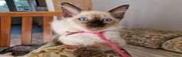 Siamese cats for sale: Old Style Siamese Kittens For Sale in Abingdon - Advert 19