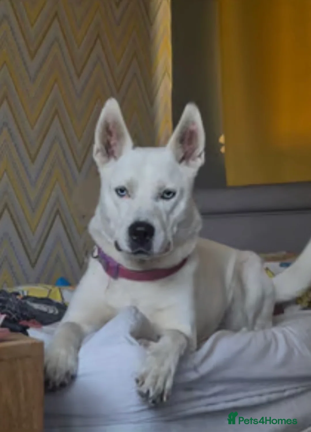 Mixed Breed dogs for sale: Deaf 5 months old husky mix girl - Advert 2