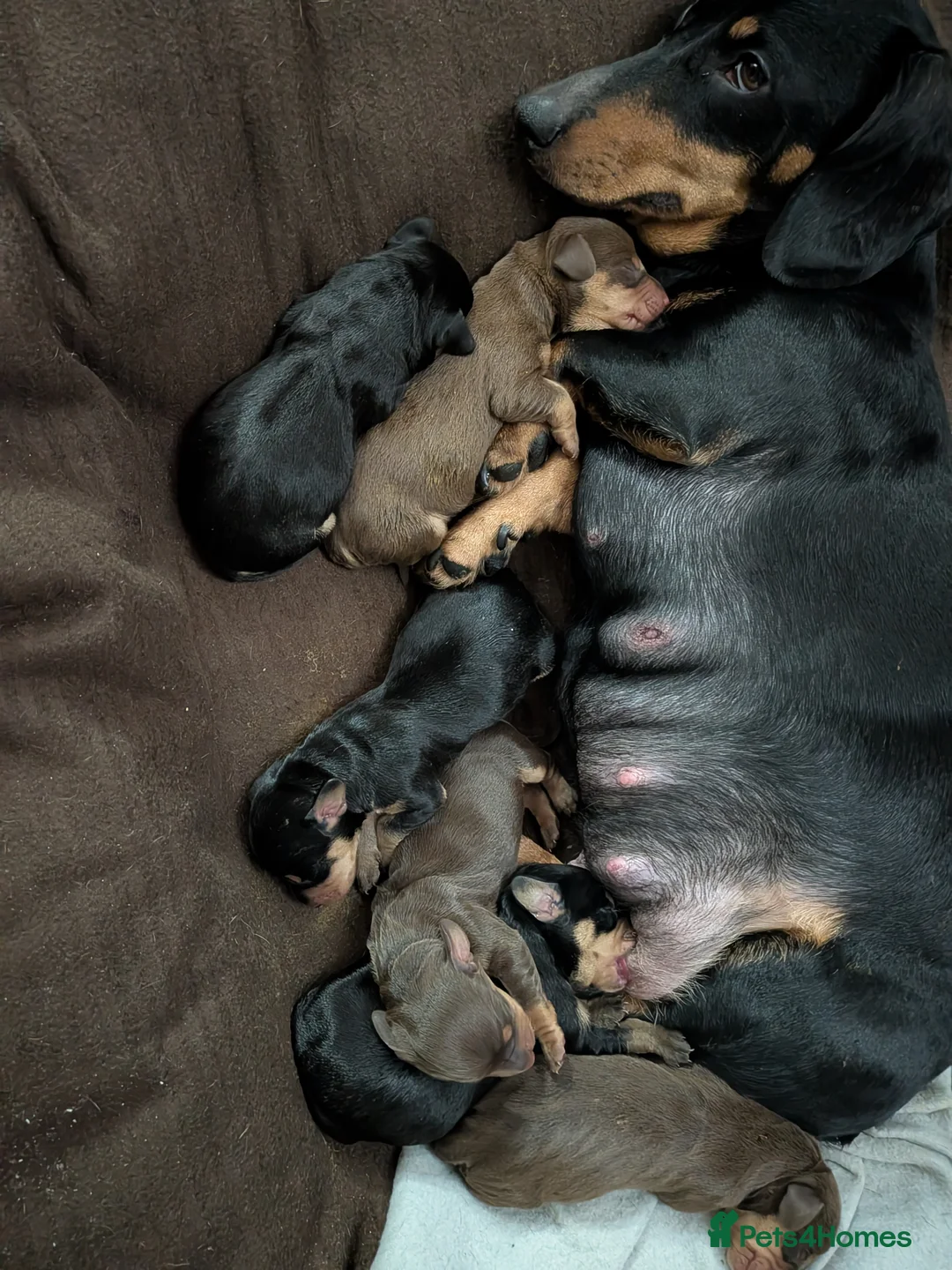 Dachshund dogs for sale: 2 Beautiful Dachshunds  - Advert 3