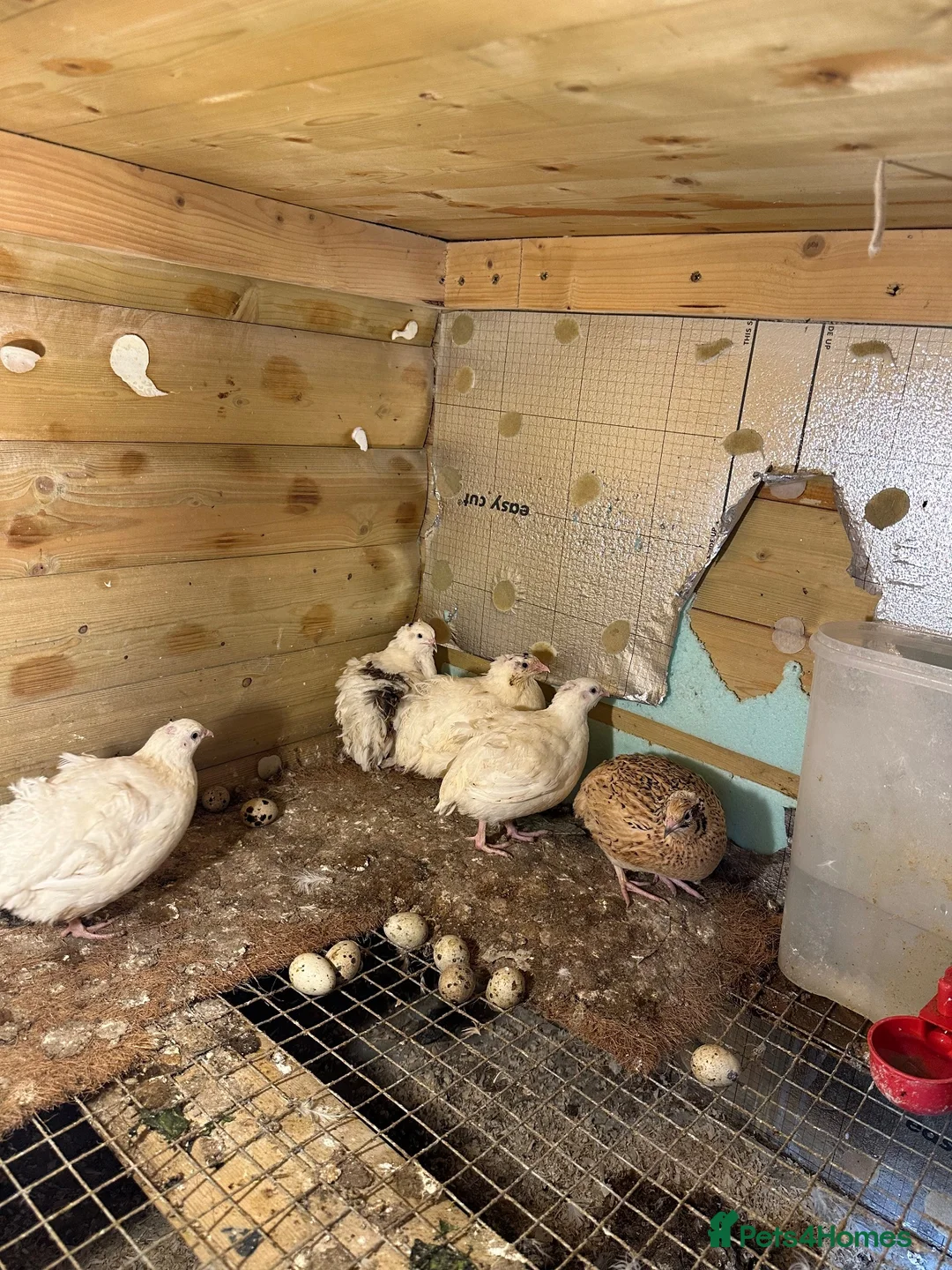 Mixed Breed birds for sale: Quals  - Advert 6