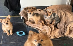 Mixed Breed dogs for sale: X2 Dauchshund/ Pomeranian pups - Image 25