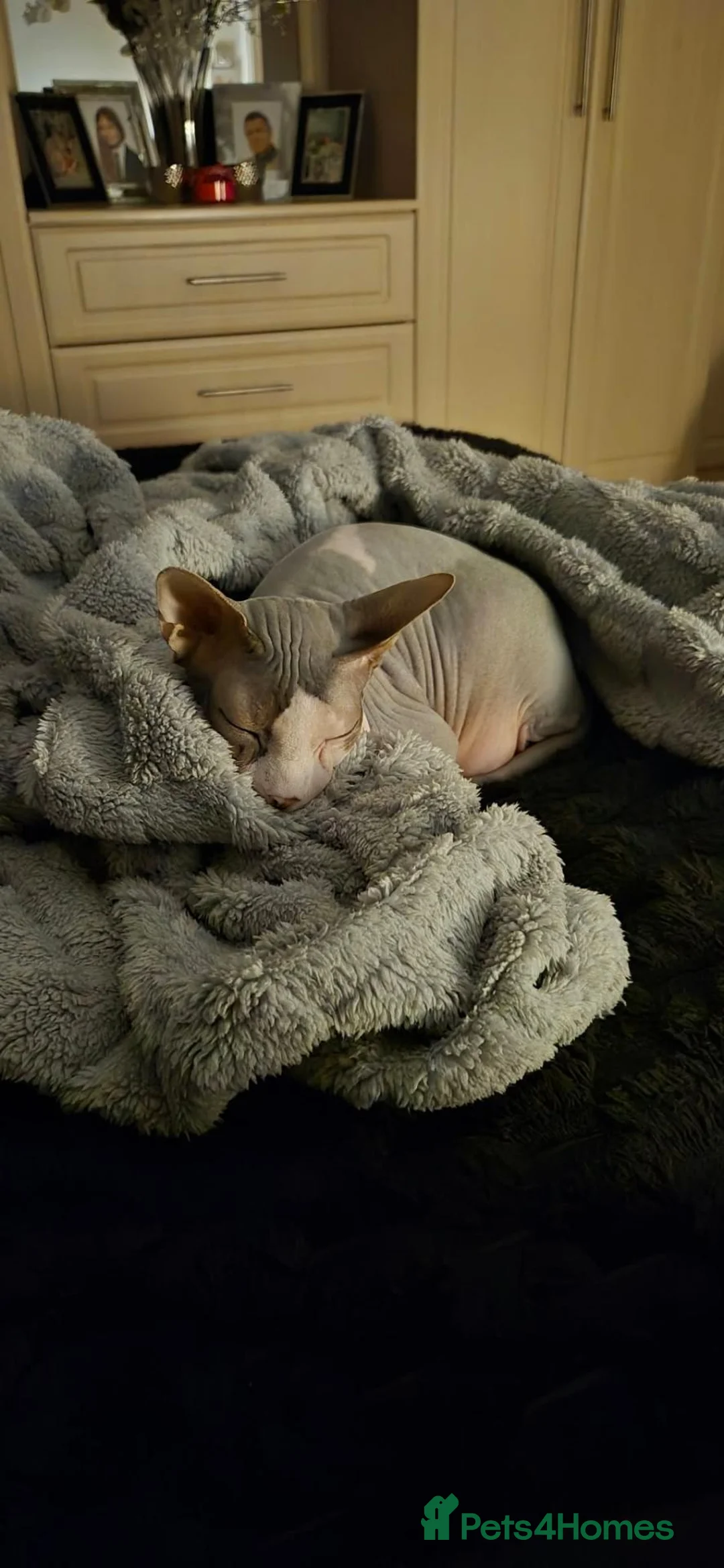 Sphynx cats for sale: Sphinx boy Stefan for rehoming  - Advert 2