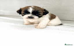 Shih Tzu dogs for sale: Shih Tzu puppies  - Image 8