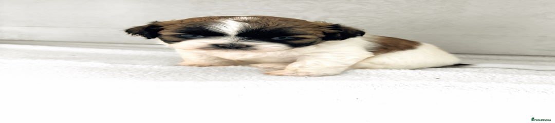 Shih Tzu Puppy 2