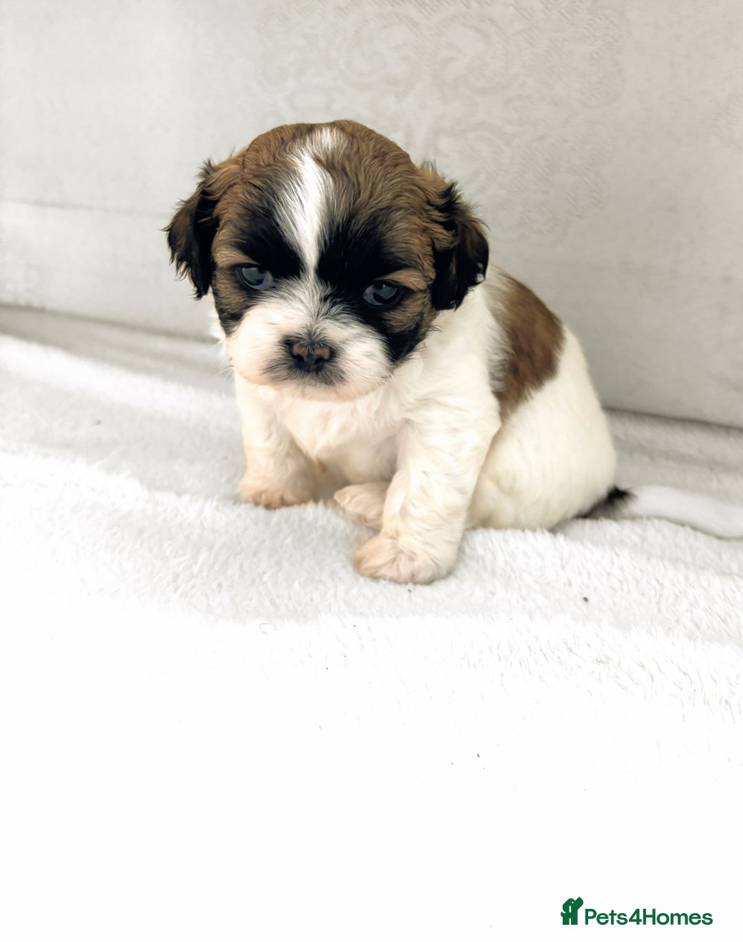 Shih Tzu dogs for sale: Shih Tzu puppies  - Image 8