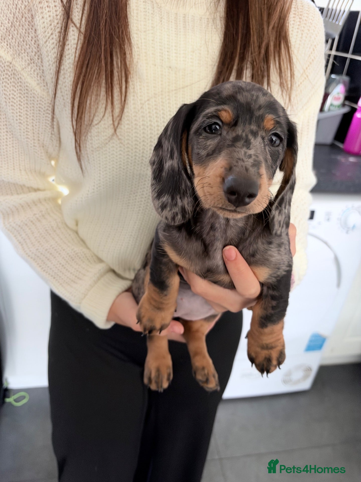 Miniature Dachshund dogs for sale: READY TO LEAVE 2 miniture dachshunds (sausage dog) - Advert 14