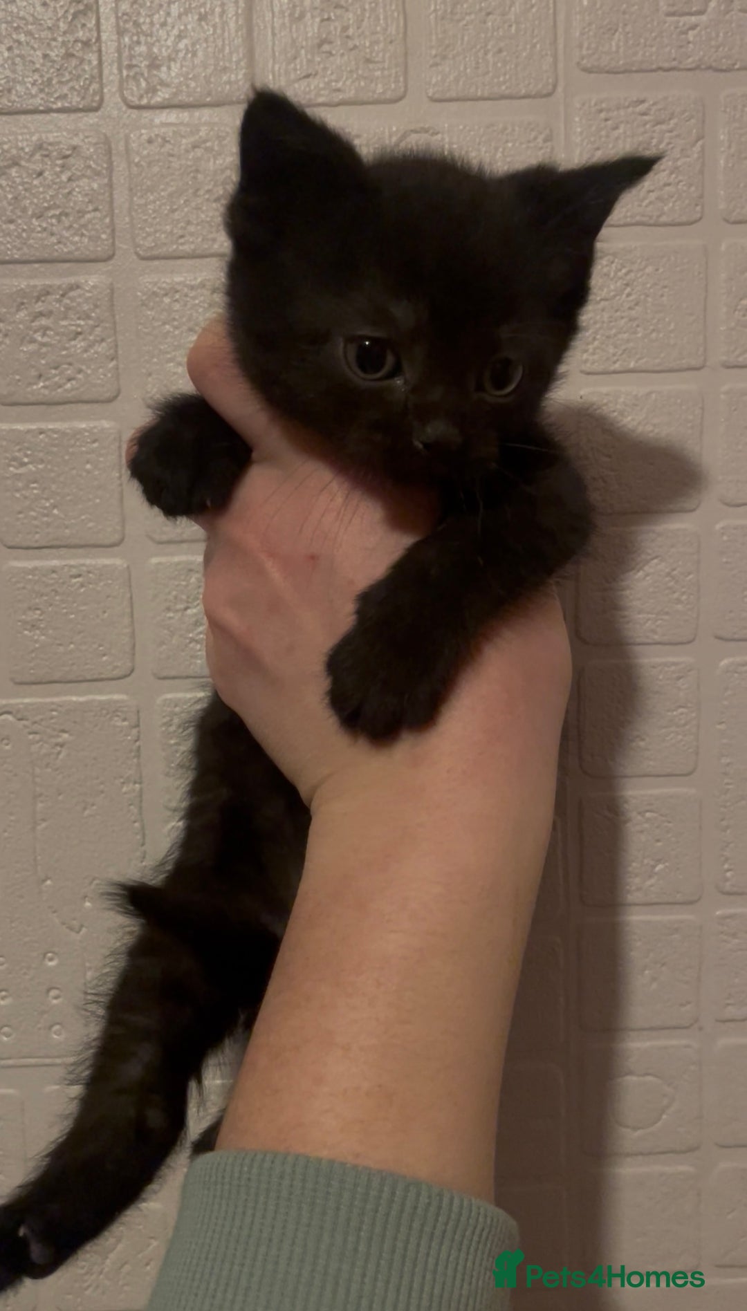 Domestic Shorthair cats for sale: Kittens ready to reserve  - Advert 8