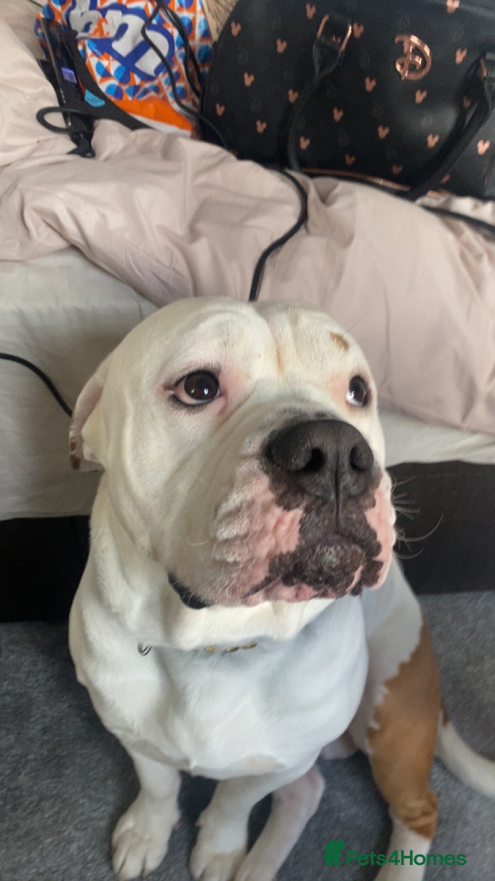 American Bulldog dogs To a good home  - Advert 1