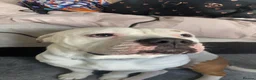 American Bulldog dogs for sale: To a good home  - Advert 1