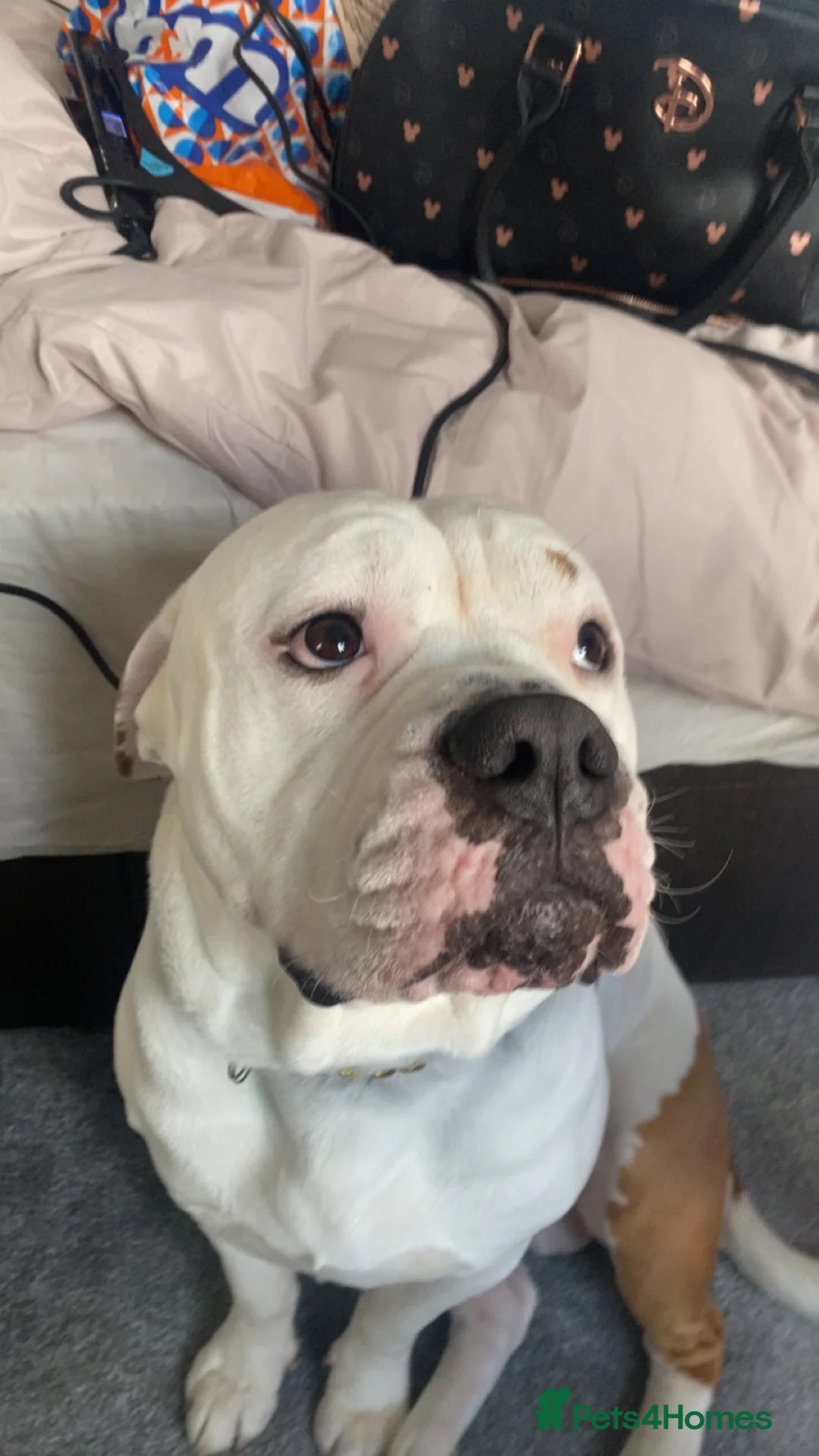 American Bulldog dogs for sale: To a good home  - Advert 1