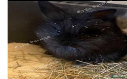 Lionhead rabbits for sale: Baby bunnies  - Image 7