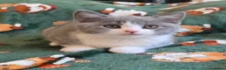 British Shorthair cats for sale: Beautiful British Shorthair kittens - Advert 4