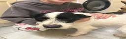 Mixed Breed dogs for adoption: Dylan - Norwich Norfolk  - Advert 18