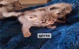 Scottish Fold cats for sale: 7 kittens for sale - ready 16th december - Image 13